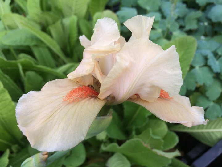 Iris germanica Apricot Silk