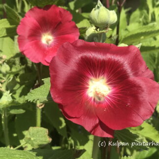 Alcea - TARHASALKORUUSU 'Mars Magic'