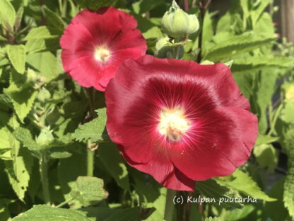 Alcea - TARHASALKORUUSU 'Mars Magic'