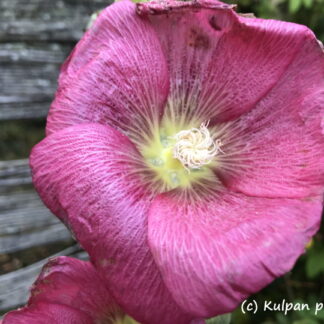Alcea - TARHASALKORUUSU 'Radiant Rose'