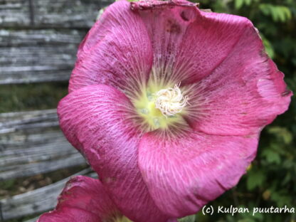 Alcea - TARHASALKORUUSU 'Radiant Rose'