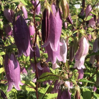Campanula - PISAMAKELLO