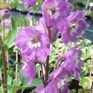Delphinium - JALORITARINKANNUS 'Astolat'