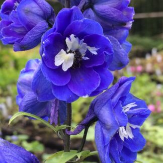 Delphinium - JALORITARINKANNUS 'Blue Bird'