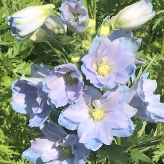Delphinium - JALORITARINKANNUS 'Magic Fountains Skye Blue White Bee'