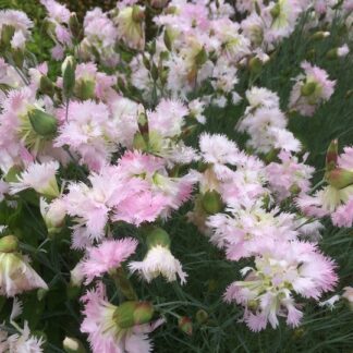 Dianthus - PALLERONEILIKKA 'Pispalan Neito'