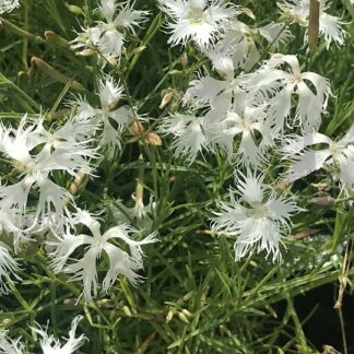 Dianthus - HIETANEILIKKA