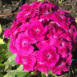 Dianthus - HARJANEILIKKA 'Oeschberg'