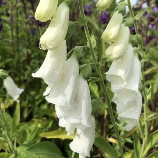 Digitalis - ROHTOSORMUSTINKUKKA 'Snow Thimble'