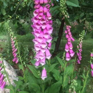 Digitalis - ROHTOSORMUSTINKUKKA