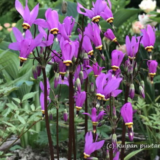 Dodecatheon - VUORIJUMALTENKUKKA 'Red Wing'