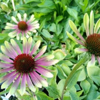 Echinacea - KAUNOPUNAHATTU 'Green Twister'