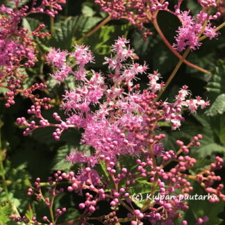 Filipendula - JALOMESIANGERVO 'Kahome'