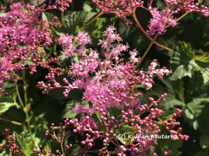 Filipendula - JALOMESIANGERVO 'Kahome'