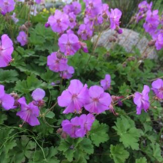 Geranium - PEITTOKURJENPOLVI 'Cambridge'