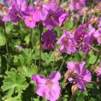 Geranium - PEITTOKURJENPOLVI 'Karmina'