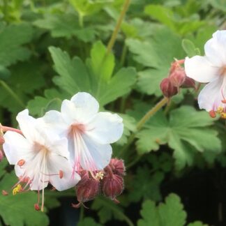 Geranium - TUOKSUKURJENPOLVI 'Spessart'
