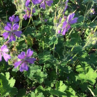 Geranium - NYPPYKURJENPOLVI 'Philippe Vapelle'