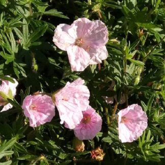 Geranium - NEIDONKURJENPOLVI