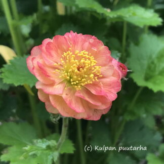 Geum - TARHAKELLUKKA 'Mango Lassi'
