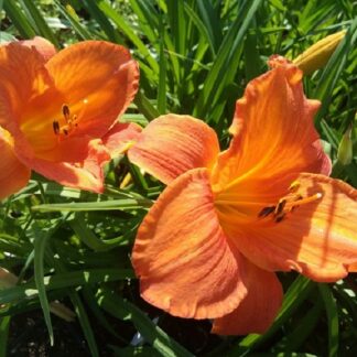 Hemerocallis - TARHAPÄIVÄNLILJA 'Mauna Loa'