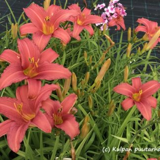 Hemerocallis - TARHAPÄIVÄNLILJA 'Pink Damask'