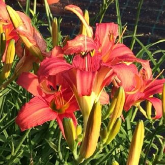 Hemerocallis - TARHAPÄIVÄNLILJA 'Pink Damask'