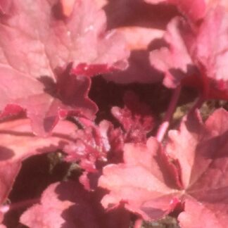 Heuchera - TARHAKEIJUNKUKKA 'Berry Smoothie'