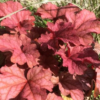 Heuchera - TARHAKEIJUNKUKKA 'Berry Smoothie'