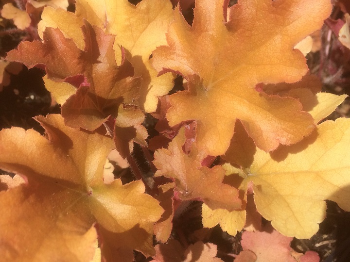 Heuchera Marmalade