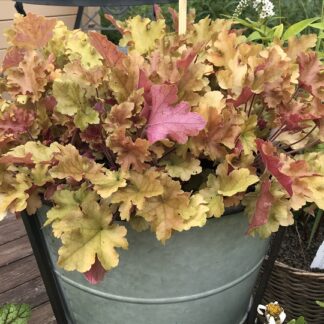 Heuchera - TARHAKEIJUNKUKKA 'Marmalade'