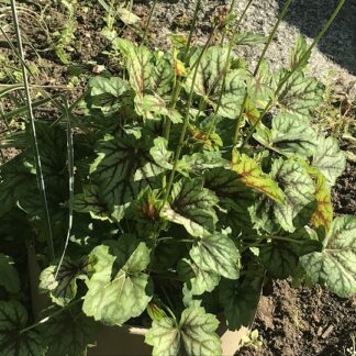 Heuchera - AMERIKANKEIJUNKUKKA 'Marvelous Marble'