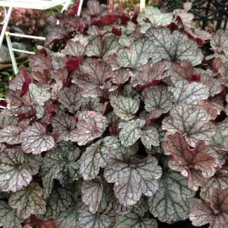 Heuchera - AMERIKANKEIJUNKUKKA 'Velvet Night'