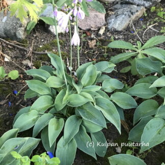 Hosta - TARHAKUUNLILJA 'Blue Cadet'