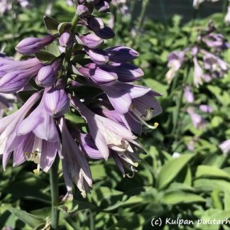 Hosta - TARHAKUUNLILJA 'Blue Cadet'