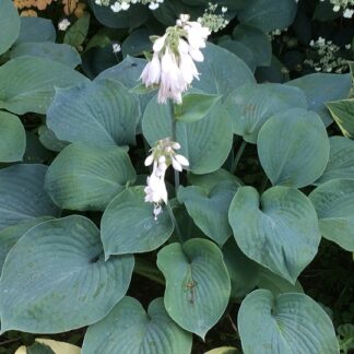 Hosta - TARHAKUUNLILJA 'Bressingham Blue'