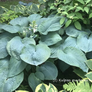 Hosta - TARHAKUUNLILJA 'Bressingham Blue'