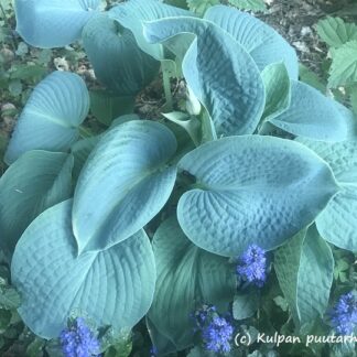 Hosta - SINIKUUNLILJA 'Elegans'