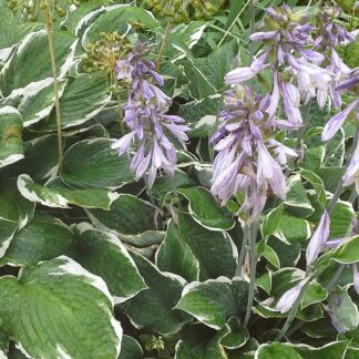Hosta - KOMEAKUUNLILJA 'Francee'