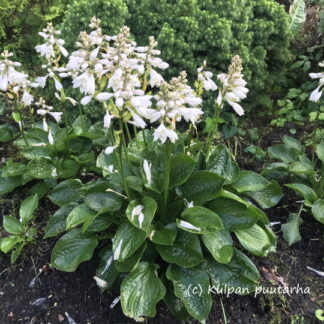 Hosta - JALOKUUNLILJA 'Lakeside Lollipop'