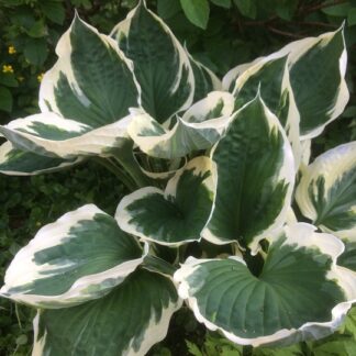 Hosta - KOMEAKUUNLILJA 'Patriot'