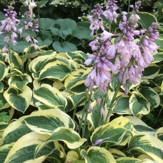 Hosta - JALOKUUNLILJA 'Wide Brim'