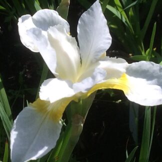Iris - LOISTOKURJENMIEKKA 'White Swirl'