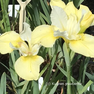 Iris - LOISTOKURJENMIEKKA 'Butter and Sugar'