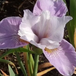 Iris - LOISTOKURJENMIEKKA 'Dance Ballerina Dance'