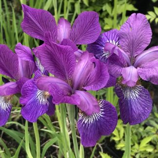 Iris - LOISTOKURJENMIEKKA 'Sparkling Rose'