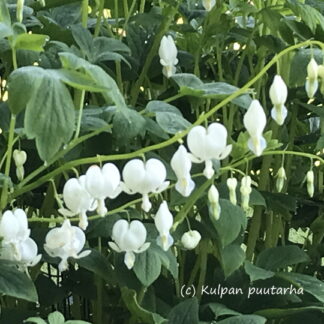 Lamprocapnos - SÄRKYNYTSYDÄN 'Alba'