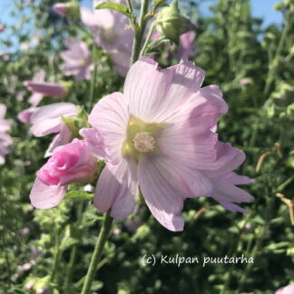 Lavatera - HARMAAMALVIKKI