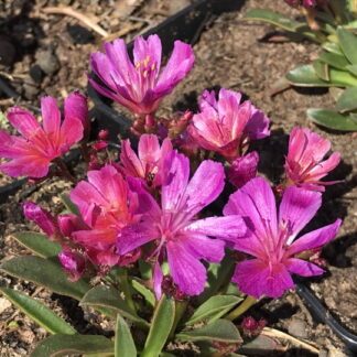 Lewisia - TÄHTILEWISIA 'Little Rasberry'