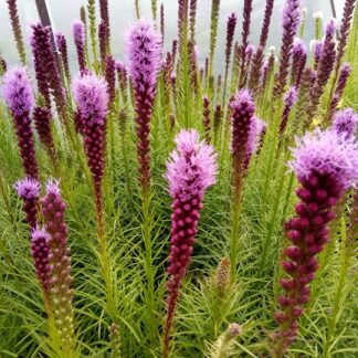 Liatris - NOROPUNATÄHKÄ